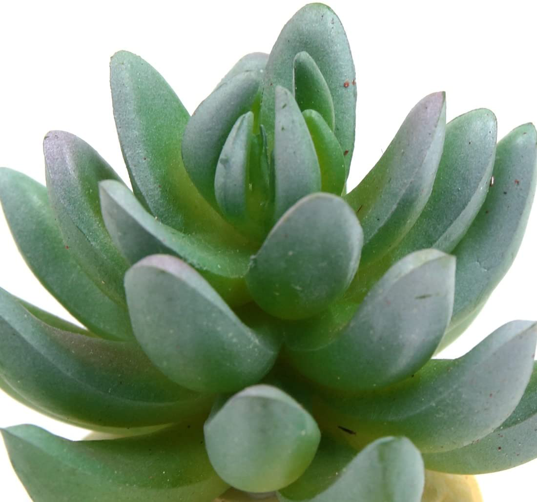 Uxcell Green Plastic Cactus Plant Terrarium Reptile Tank Habitat Decor for Reptiles Animals & Pet Supplies > Pet Supplies > Reptile & Amphibian Supplies > Reptile & Amphibian Habitat Accessories uxcell