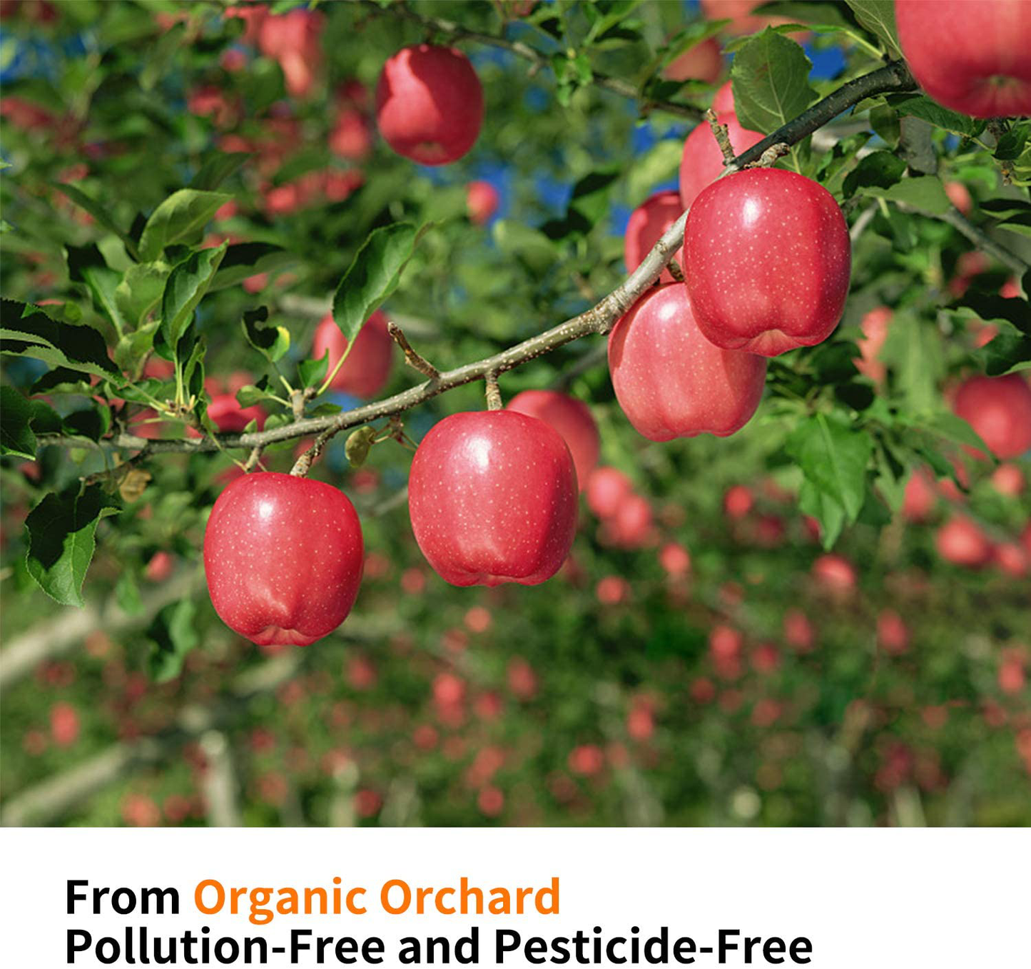 CHUHUAYUAN Natural Apple Sticks, 300G Treats Food for Small Animals, Chew Toys for Chinchilla Guinea Pigs Rabbit Squirrel Hamster Bunny Animals & Pet Supplies > Pet Supplies > Small Animal Supplies > Small Animal Food CHUHUAYUAN