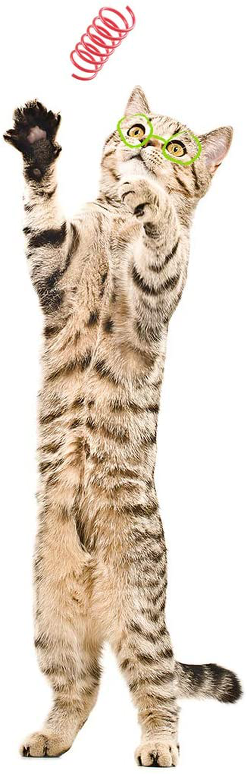 Tamu Style Cat Spring Toys (60 Pack), Playful Coils for Kittens, BPA Free Plastic for Swatting, Biting, Hunting, and Active Healthy Play, Colorful 2 Inch Spirals Animals & Pet Supplies > Pet Supplies > Cat Supplies > Cat Toys Tamu style