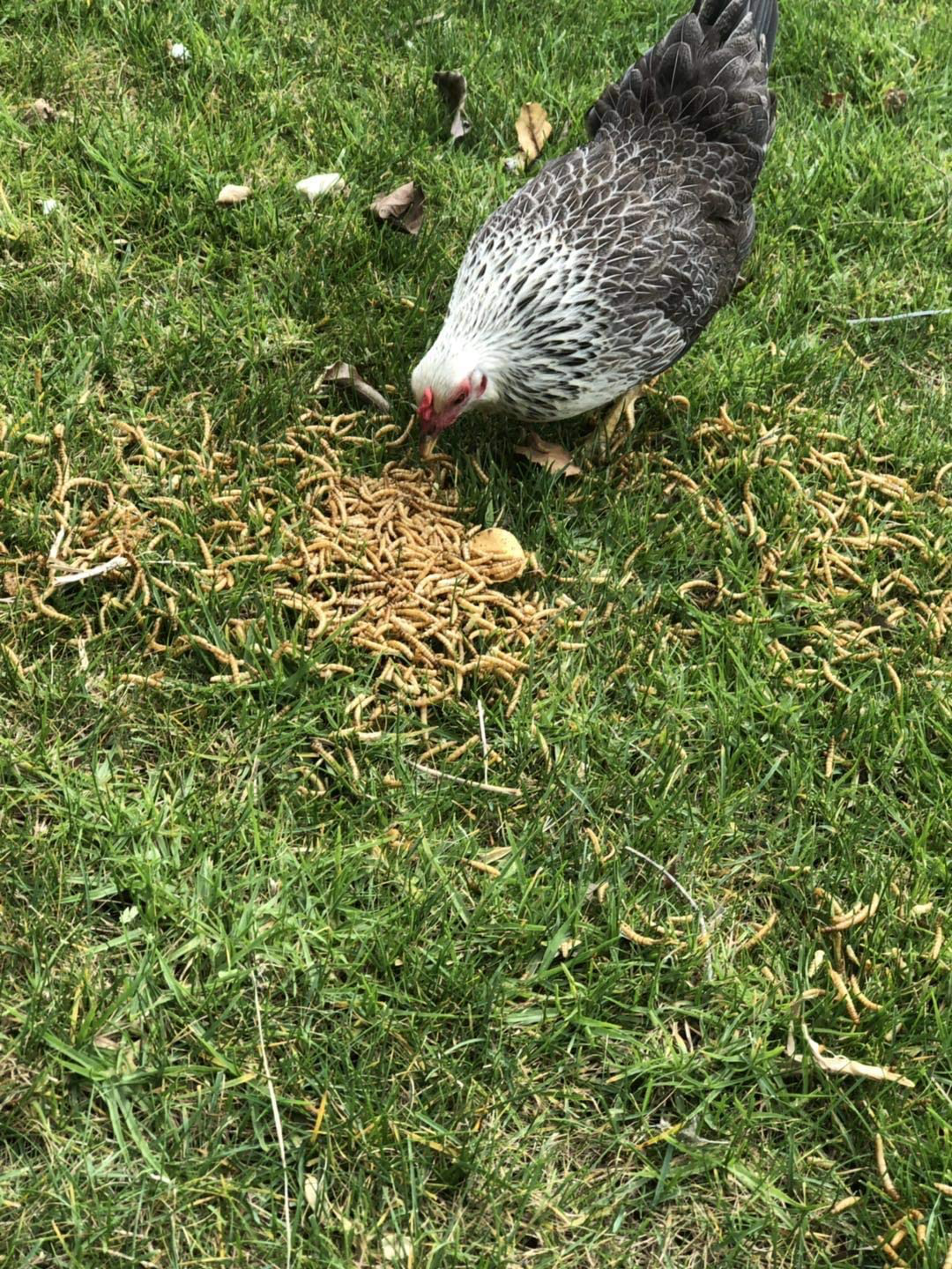 Dried Mealworms -2 LBS- 100% Natural Non GMO Mealworms -Food for Chicken- High Protein Mealworms for Bird, Duck Food, Bearded Dragon Diet, Gecko Food, Turtle Food, Lizard Food - Bulk Mealworms 2 LBS Animals & Pet Supplies > Pet Supplies > Bird Supplies > Bird Food Amzey