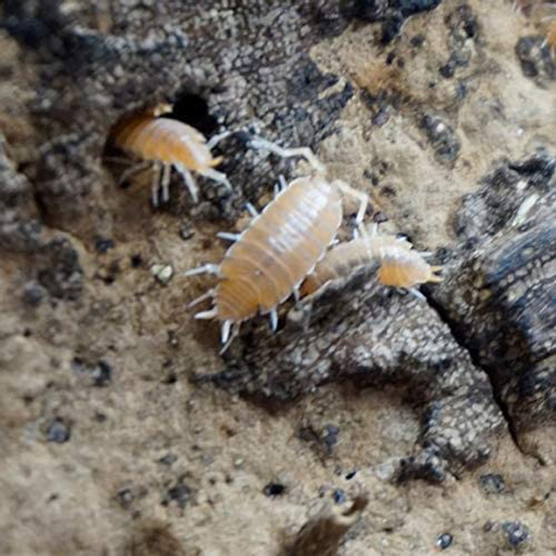 Powder Orange Live Isopods Porcellio Pruinosus Cleanup Crew Roly Poly for Insect Terrarium Reptile Pet Food Animals & Pet Supplies > Pet Supplies > Reptile & Amphibian Supplies > Reptile & Amphibian Food BugzyBugs