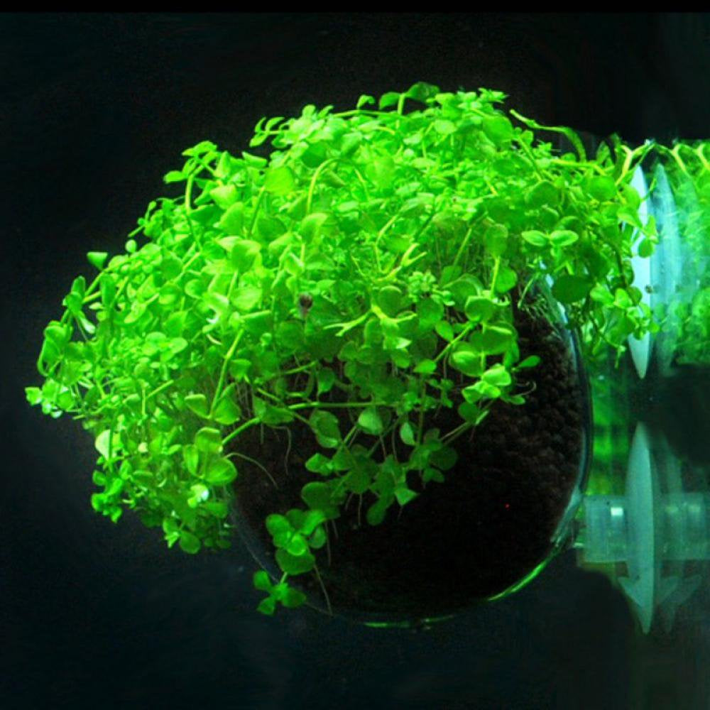 Aquarium Plant Pot, Glass Fish Tank Plants Holder Aquarium Planter, Aquarium Decoration Plants Cup with 2 Suction Cups for Fish Tank Aquarium Decor Ornament - 1 Pack Animals & Pet Supplies > Pet Supplies > Fish Supplies > Aquarium Decor Maynos