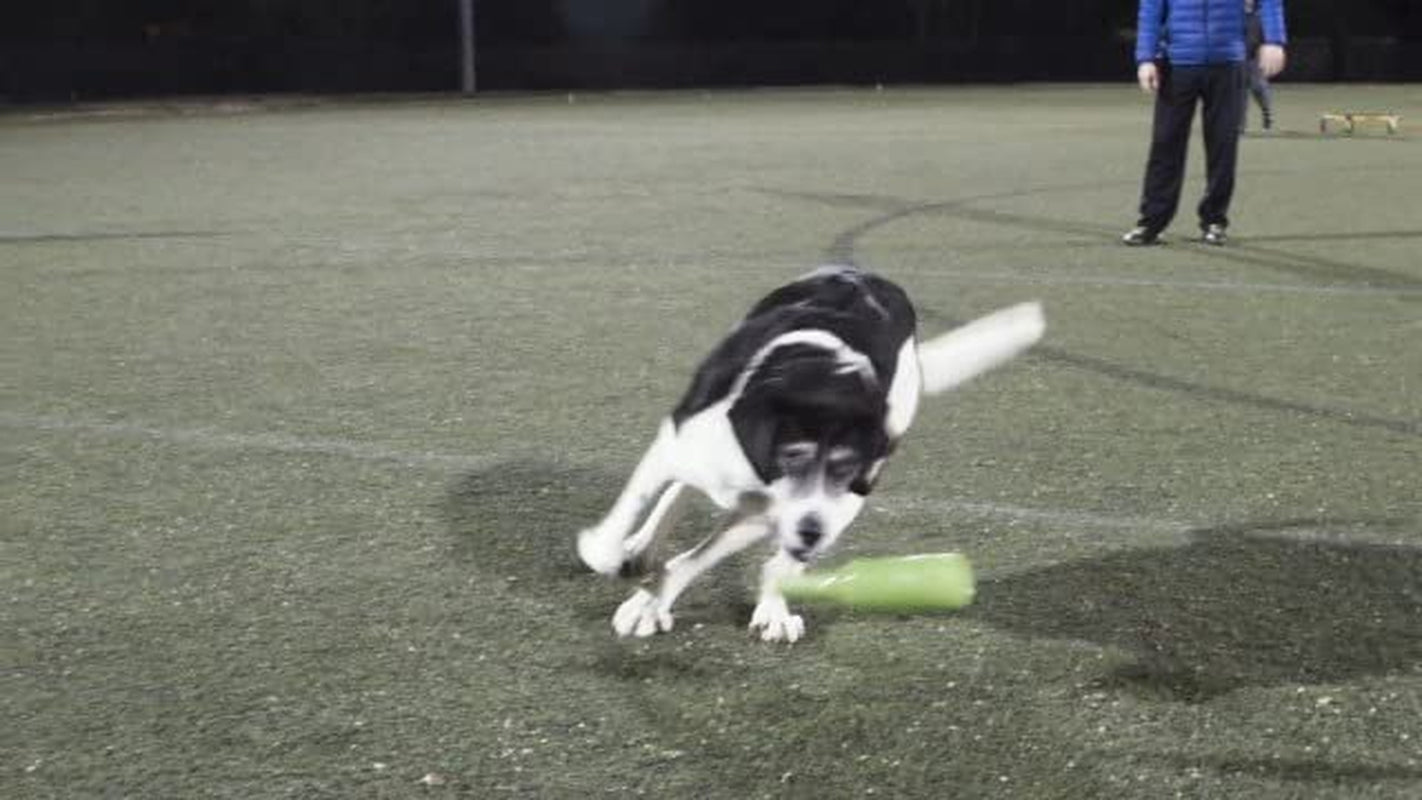 Silly Squeakers – Beer Bottles - Dog Toy - 100% Vinyl. Made Durable & Strong. Novelty Play Toy. 14 Bottles to Choose from and It Floats (Blue Cats Trippin) Animals & Pet Supplies > Pet Supplies > Dog Supplies > Dog Toys VIP Products