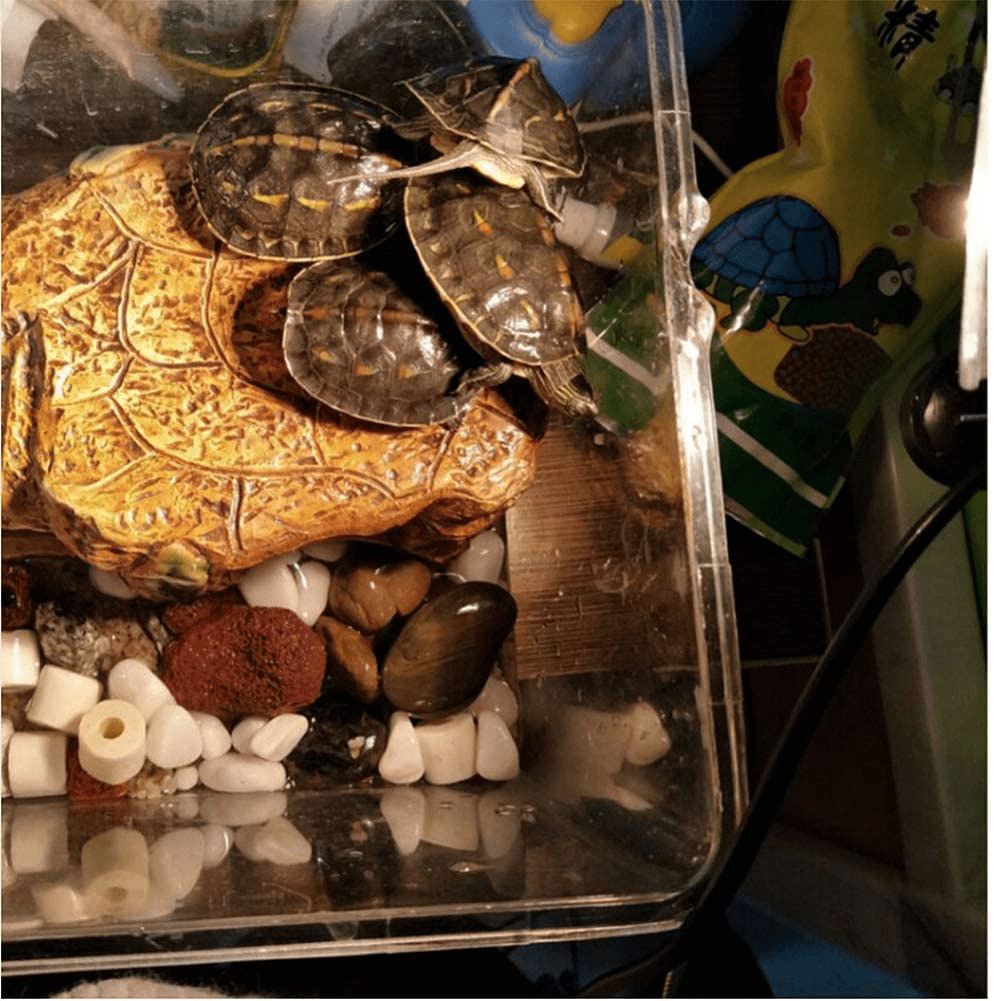 6-Pack UVA UVB Reptile Heat Lamp Bulb, E26/E27 75 Watt Full Spectrum Sun Light Lamp for Bearde Dragon, Lizard, Turtle, Gecko & More Animals & Pet Supplies > Pet Supplies > Reptile & Amphibian Supplies > Reptile & Amphibian Habitat Heating & Lighting MaoTopCom