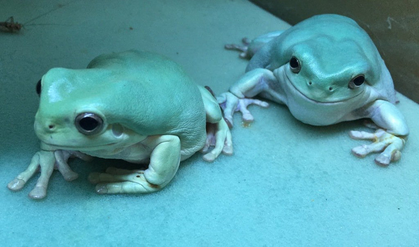 Josh'S Frogs Frog Foam Terrarium Liner (12X12 Glass Terrarium) Animals & Pet Supplies > Pet Supplies > Reptile & Amphibian Supplies > Reptile & Amphibian Substrates Josh's Frogs