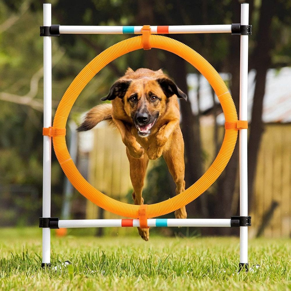 Bilot Dog Agility Hoop Jump, Whether You Are Looking to Give Your Dog More Exercise, Set up a Backyard Obstacle Course, or Do Agility with Your... Animals & Pet Supplies > Pet Supplies > Dog Supplies > Dog Treadmills Bilot
