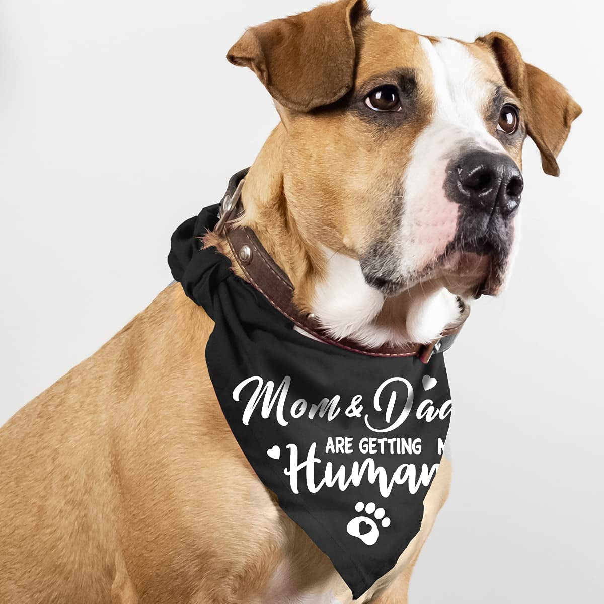 Mom&Dad Are Getting Me a Human, Gender Reveal Photo Prop Pet Scarf Decorations Accessories Dog Bandana, Pet Accessories for Dog Lovers, Pack of 2 Animals & Pet Supplies > Pet Supplies > Dog Supplies > Dog Apparel Yangmics Direct