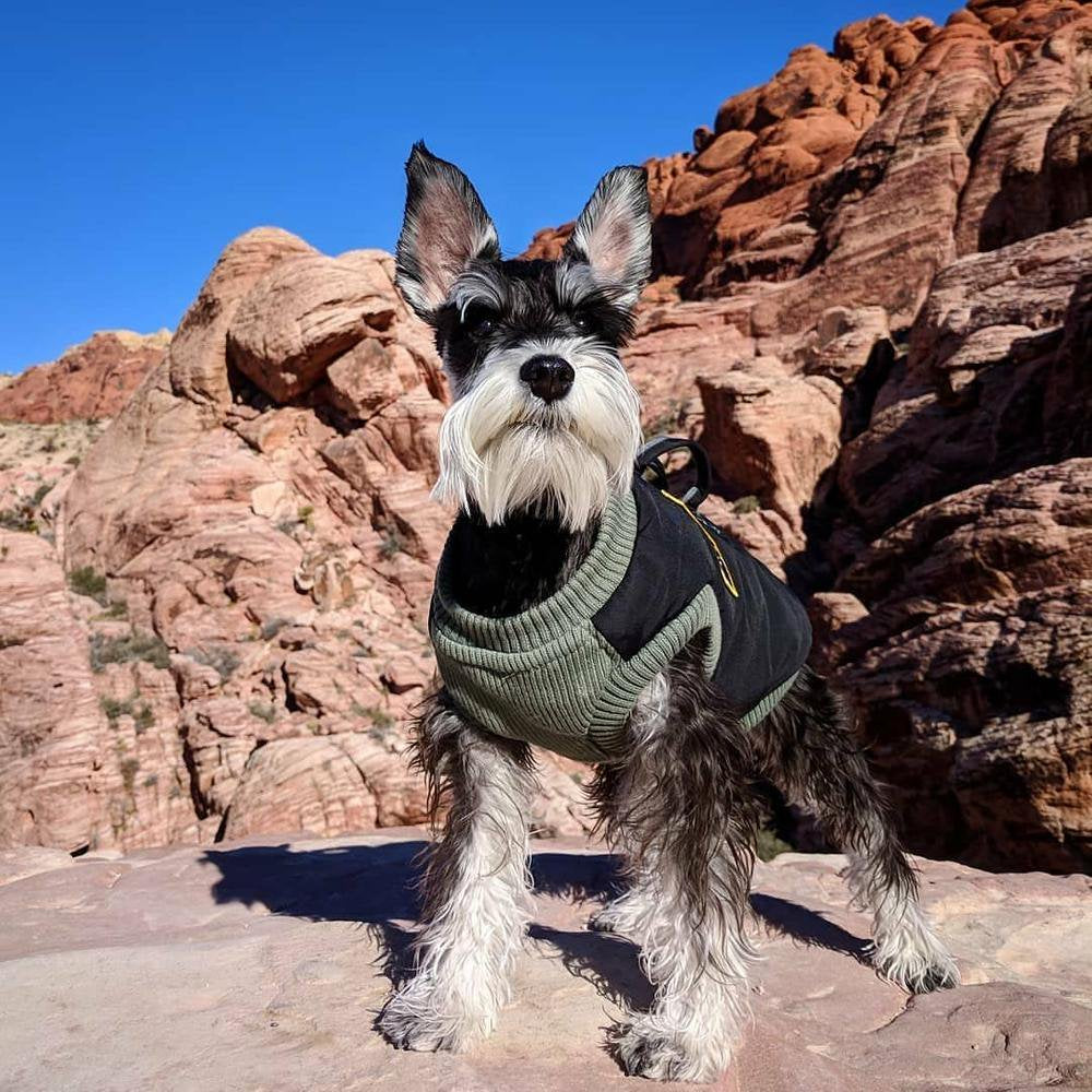 Gooby Military Dog Vest - Black, Medium - Dog Jacket Coat with Lift Handle and D Ring Leash - Zipper Closure and Stretch Chest Small Dog Sweater- Dog Clothes for Small Dogs for Indoor and Outdoor Use Animals & Pet Supplies > Pet Supplies > Dog Supplies > Dog Apparel Gooby