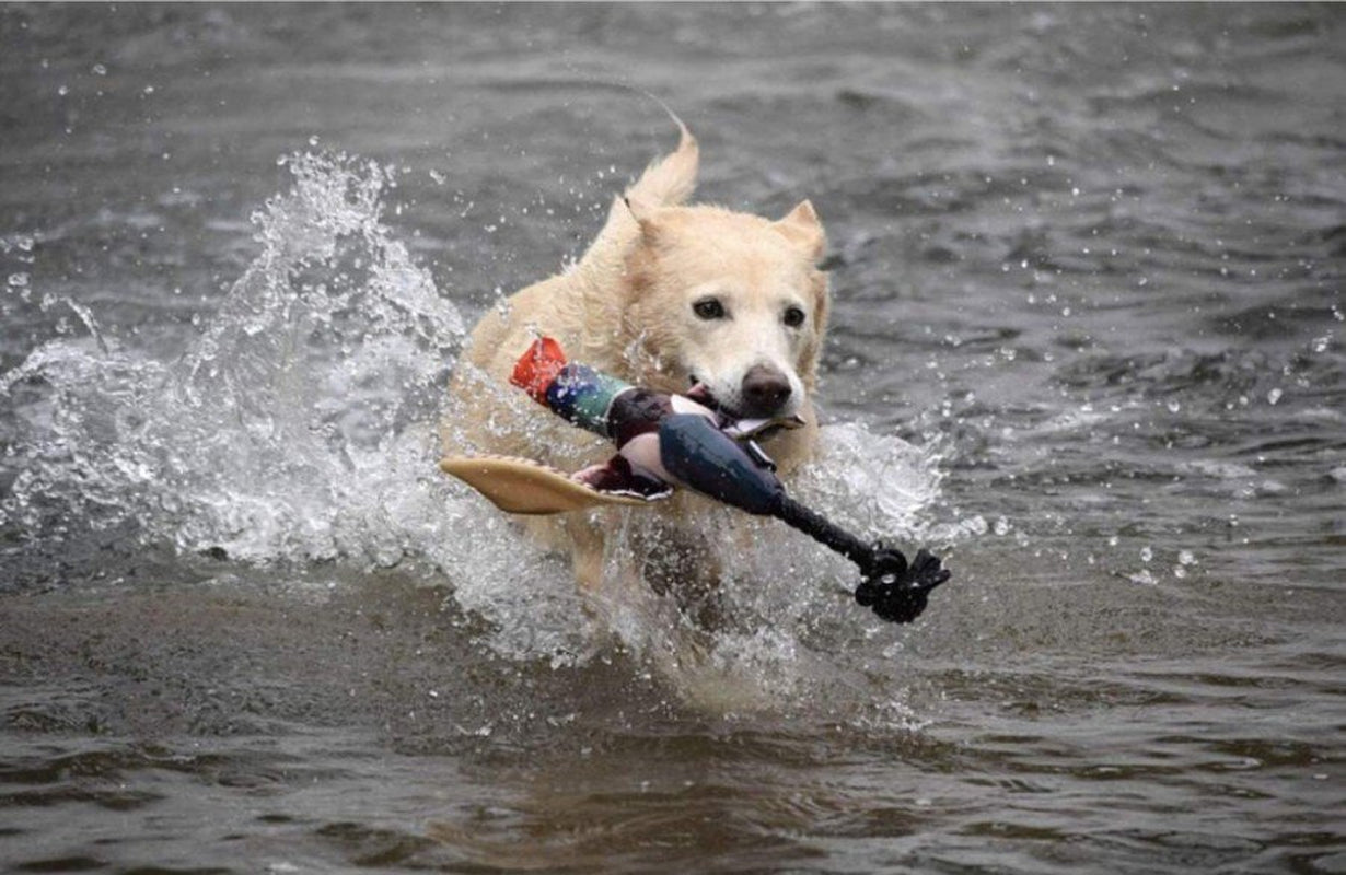 Spunky Pup SP00672 Fly & Fetch Duck Dog Toys Animals & Pet Supplies > Pet Supplies > Dog Supplies > Dog Toys SPUNKY PUP