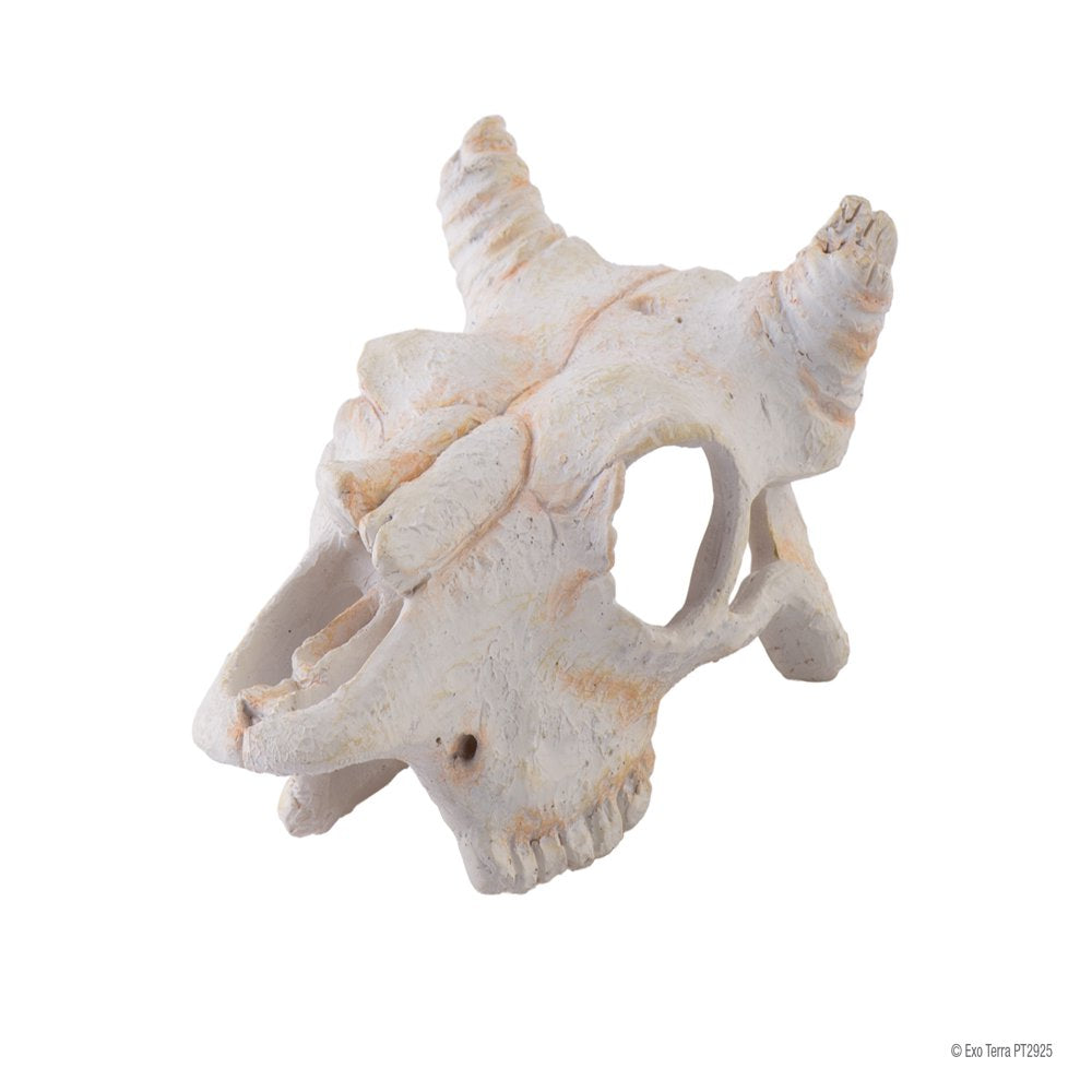 Exo Terra Buffalo Skull (Small) Animals & Pet Supplies > Pet Supplies > Small Animal Supplies > Small Animal Habitat Accessories Exo Terra