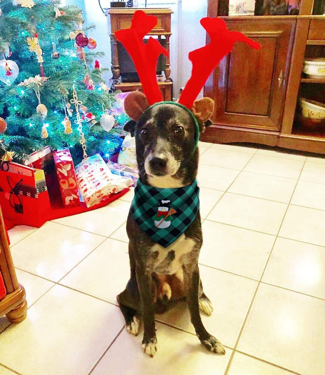 2 Pack Christmas Dog Plaid Bandana with Santa Snowman Appliques,Pet Dog Puppy Holiday Scarf Animals & Pet Supplies > Pet Supplies > Dog Supplies > Dog Apparel Upaw