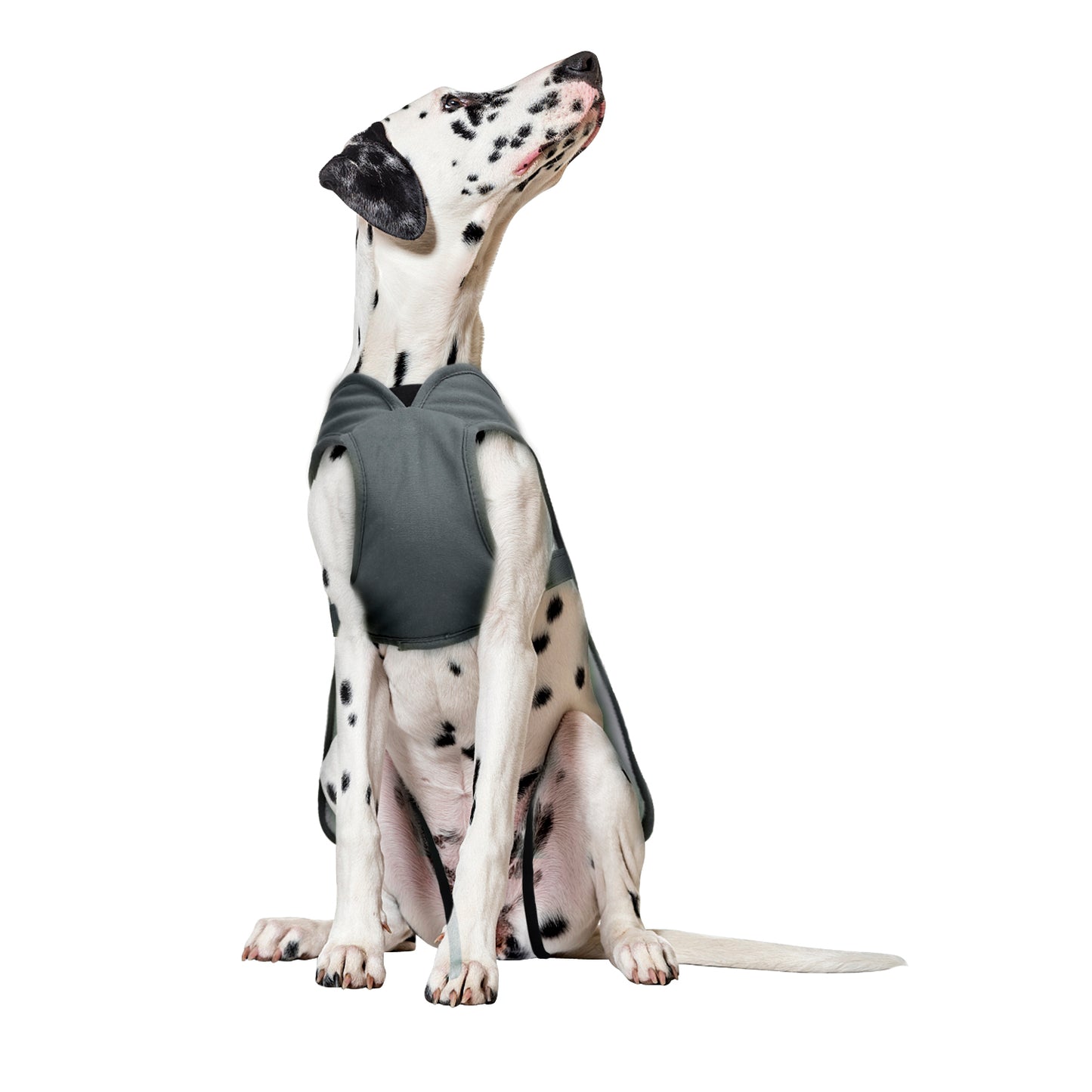 Kuoser Cotton Dog Coat & Jacket, Gray, S Animals & Pet Supplies > Pet Supplies > Dog Supplies > Dog Apparel Kuoser