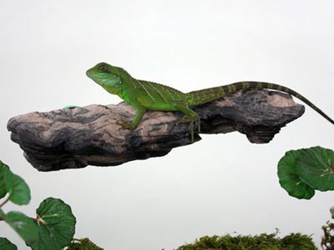 Magnaturals Magnetic Mushroom Ledge (Medium) Animals & Pet Supplies > Pet Supplies > Reptile & Amphibian Supplies > Reptile & Amphibian Habitat Accessories Pet-Tekk