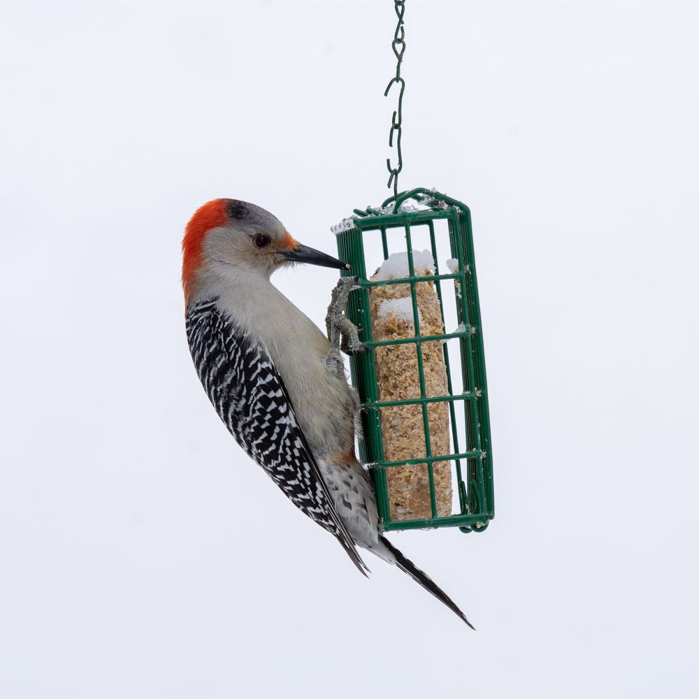 C&S Insect Delight No Melt Wild Bird Seed Suet Dough, 11.75 Oz, 12 Pack Animals & Pet Supplies > Pet Supplies > Bird Supplies > Bird Food C&S Products Company