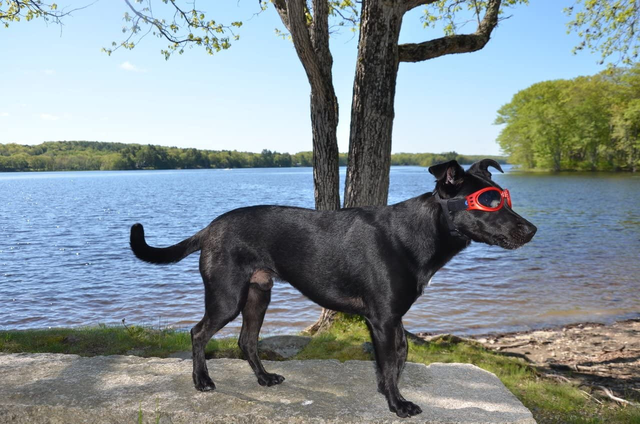 Lovewally Dog Goggles Red Sunglasses Shatterproof and 100& UV Protection Animals & Pet Supplies > Pet Supplies > Dog Supplies > Dog Apparel LoveWally