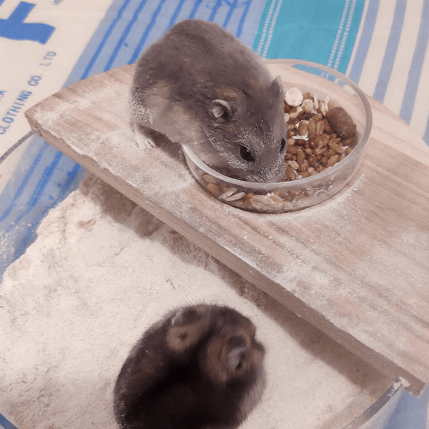 Acrylic Small Pets Sand Bath Box with Tiny Pet Bowl- Assemble Hamster Shower & Digging Sand Bathtub Rat Hamster Hideout Sand Bath Container for Lemming Chinchilla Gerbil Little Animal Animals & Pet Supplies > Pet Supplies > Small Animal Supplies > Small Animal Habitat Accessories Biggun