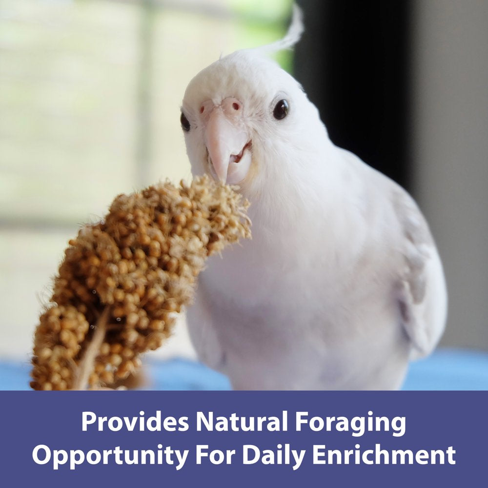 Kaytee Forti-Diet Spray Millet, 16 Oz, Treat for Pet Birds Animals & Pet Supplies > Pet Supplies > Bird Supplies > Bird Treats Central Garden and Pet