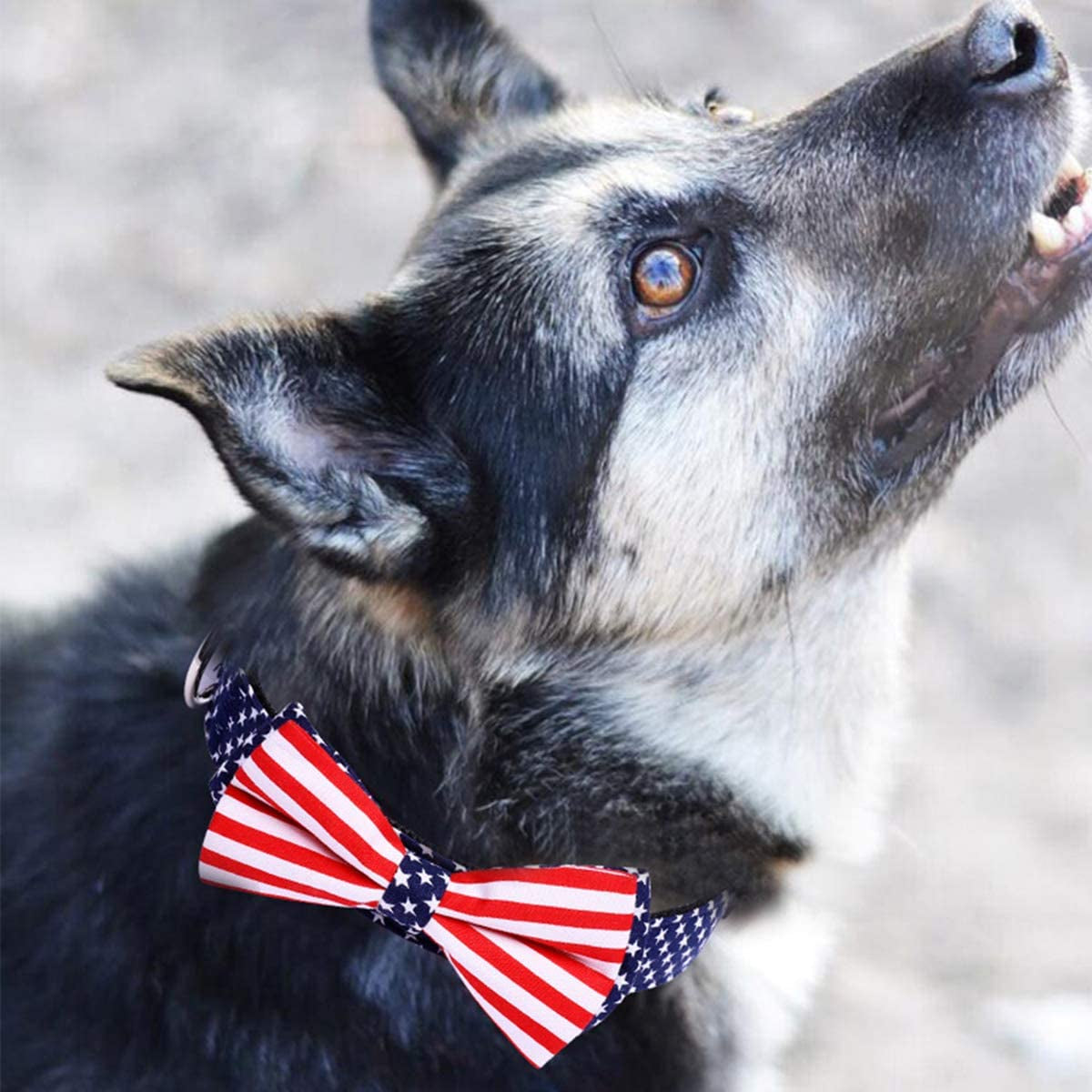 American Flag Bowtie Dog Collar in 3 Different Sizes (Large:Width 2.5Cm, Adjustable 38-60Cm) Animals & Pet Supplies > Pet Supplies > Dog Supplies > Dog Apparel H-Shero