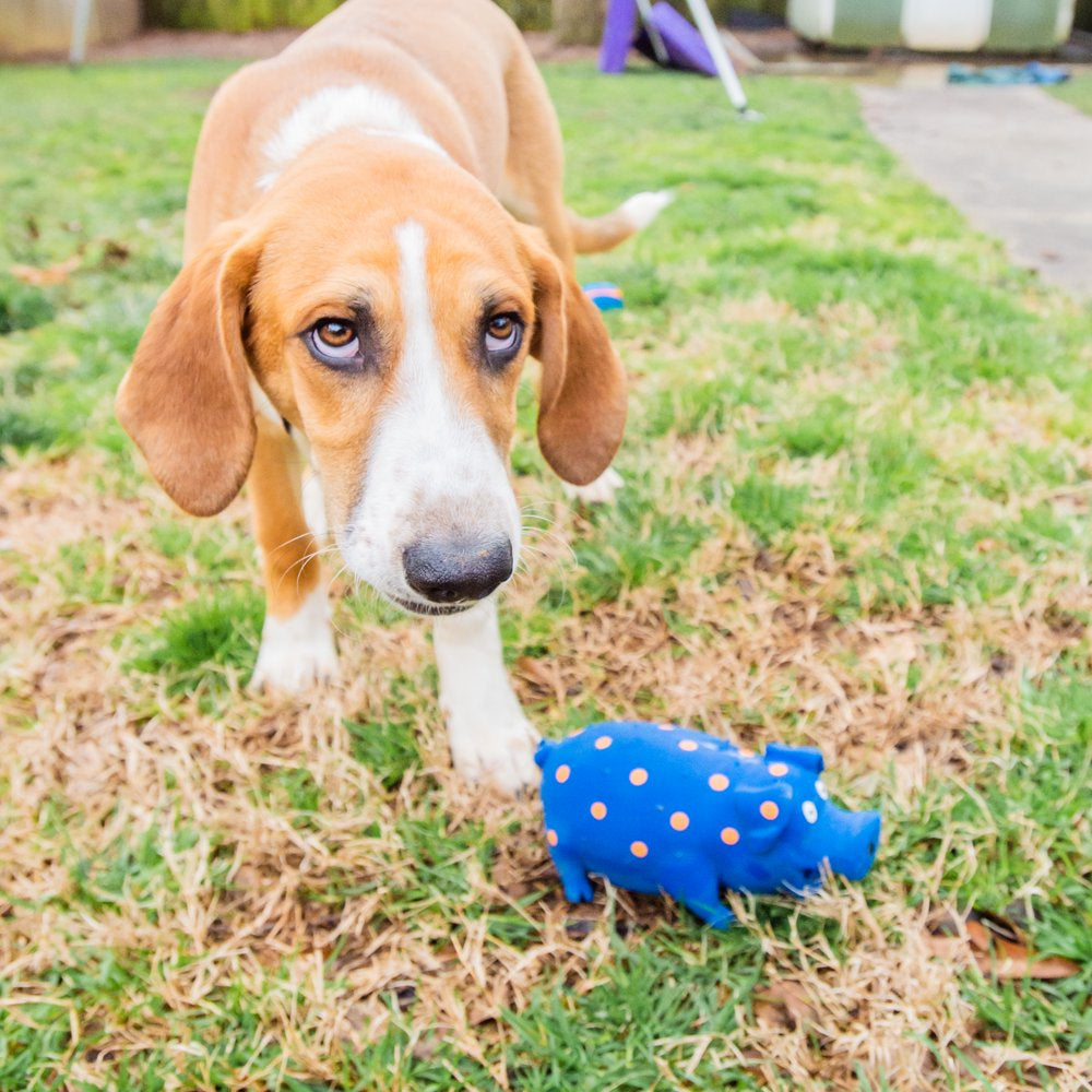 Vibrant Life Pigglesworth Latex Dog Toy, Blue Animals & Pet Supplies > Pet Supplies > Dog Supplies > Dog Toys Multipet