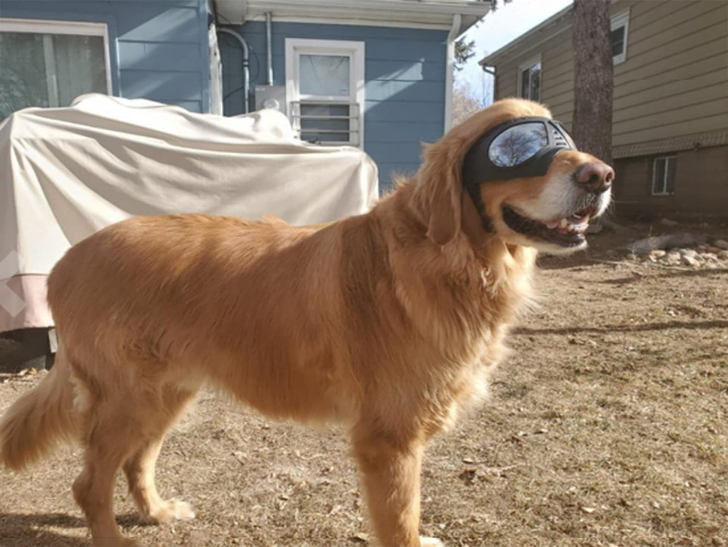 Dog Goggles Medium or Large Dog Sunglasses Anti-Uv Waterproof Windproof Snowproof Eye Protection Dog Skiing Eyewear for Long Snout Dogs (Black) Animals & Pet Supplies > Pet Supplies > Dog Supplies > Dog Apparel JIALI7SEC