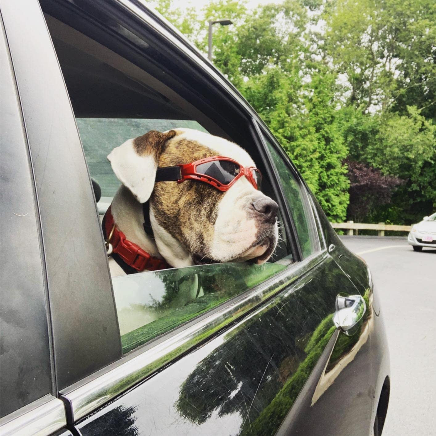 PETLESO Large Dog Goggles, Eye Protection Pet Goggles Sunglasses for Medium Large Dogs- Red Animals & Pet Supplies > Pet Supplies > Dog Supplies > Dog Apparel PETLESO