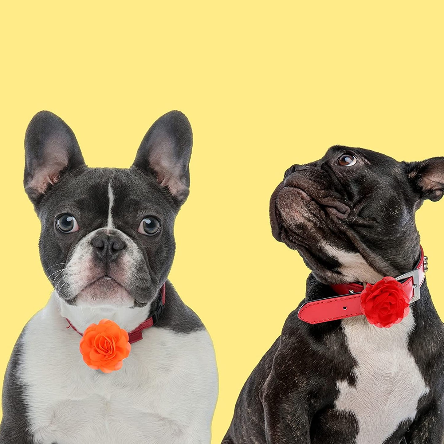 30 Pieces Dog Collar Flowers Pet Flower Bow Ties Multi-Color Dog Charms Flowers Set for Puppy Dog Cat Collar Grooming Accessories 30 Colors (1.97 Inch) Animals & Pet Supplies > Pet Supplies > Dog Supplies > Dog Apparel Waydress