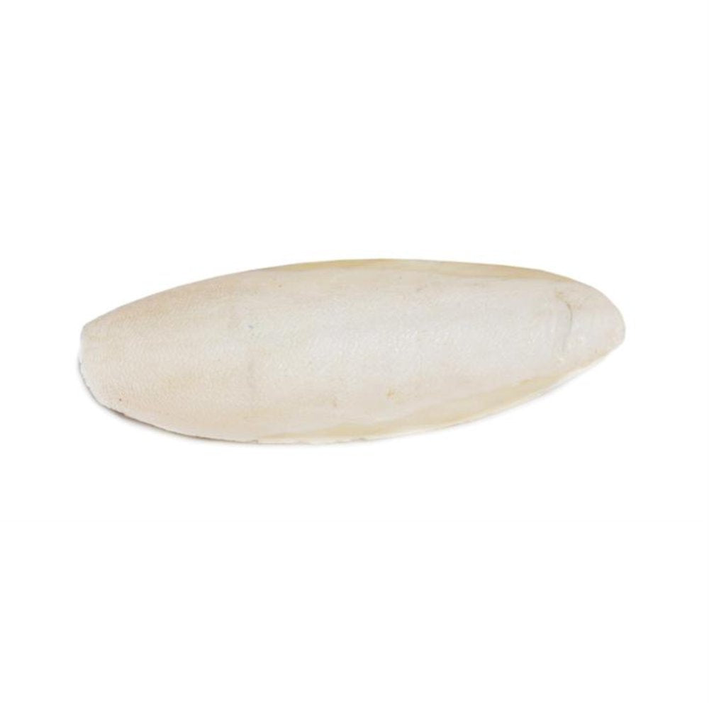 Large Cuttlebone/1Pcs Animals & Pet Supplies > Pet Supplies > Bird Supplies > Bird Treats Prevue