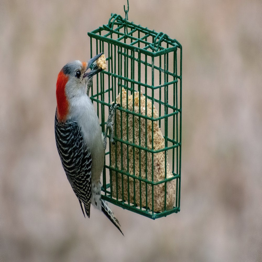 C&S Woodpecker Suet Treat, 11 Oz Cake, Wild Bird Suet, 12 Pack Animals & Pet Supplies > Pet Supplies > Bird Supplies > Bird Treats C&S Products Company