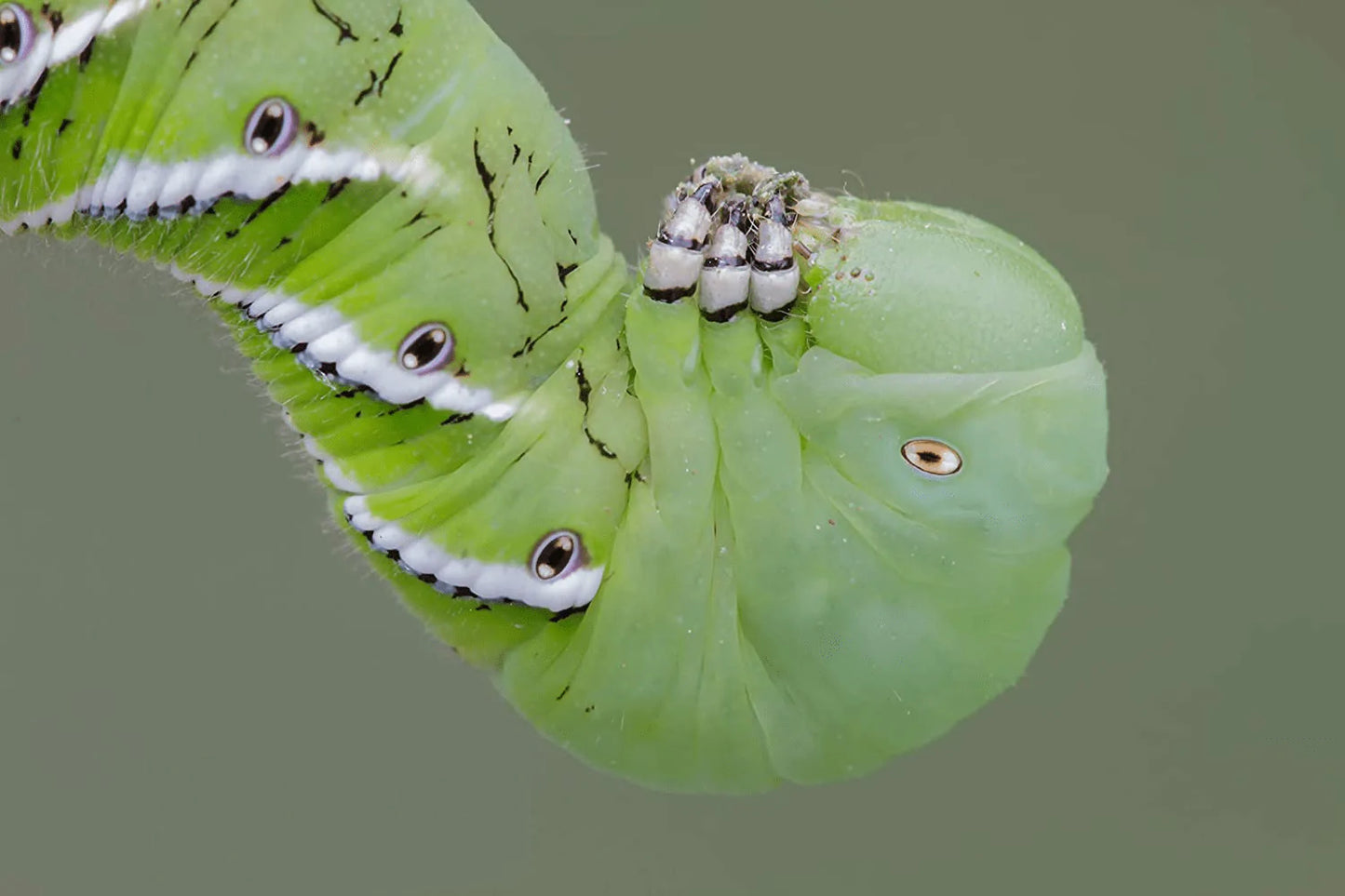 Dbdpet Premium 10-15 Live Hornworms - Food for Bearded Dragons, Leopard Geckos, Frogs, Chameleons, Tegus, and Other Reptiles! Animals & Pet Supplies > Pet Supplies > Reptile & Amphibian Supplies > Reptile & Amphibian Food DBDPet