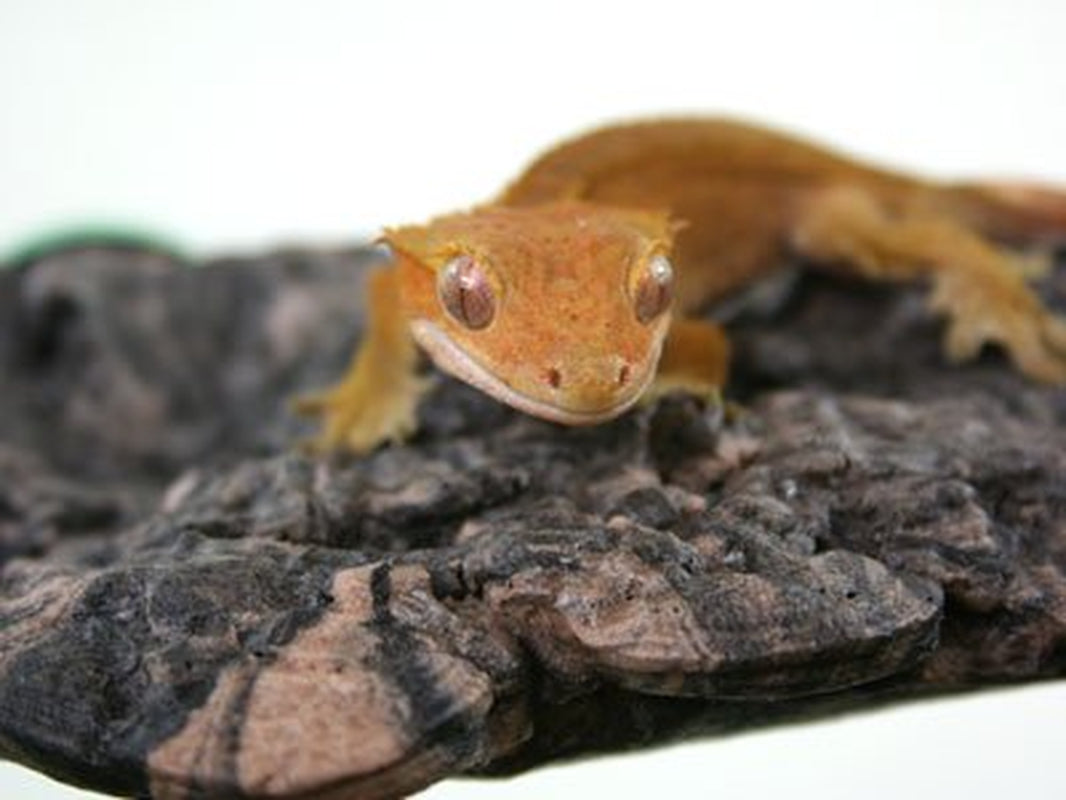 Magnaturals Mushroom Ledge - Small Animals & Pet Supplies > Pet Supplies > Reptile & Amphibian Supplies > Reptile & Amphibian Habitat Accessories Pet-Tekk