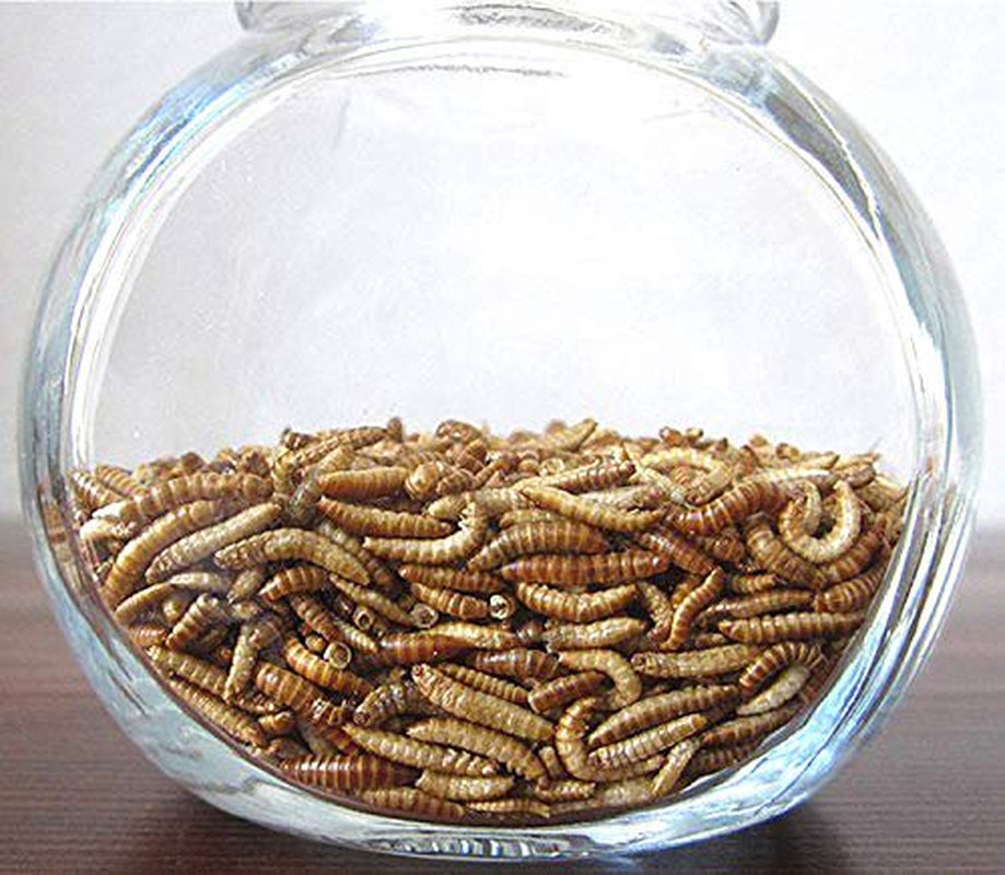 Downtown Pet Supply Dried Mealworms 100% Natural Treats for Wild Birds, Chickens, Reptiles, Fish, Turtles - Food for Birds, Turkeys (2 LB) Animals & Pet Supplies > Pet Supplies > Bird Supplies > Bird Treats Downtown Pet Supply
