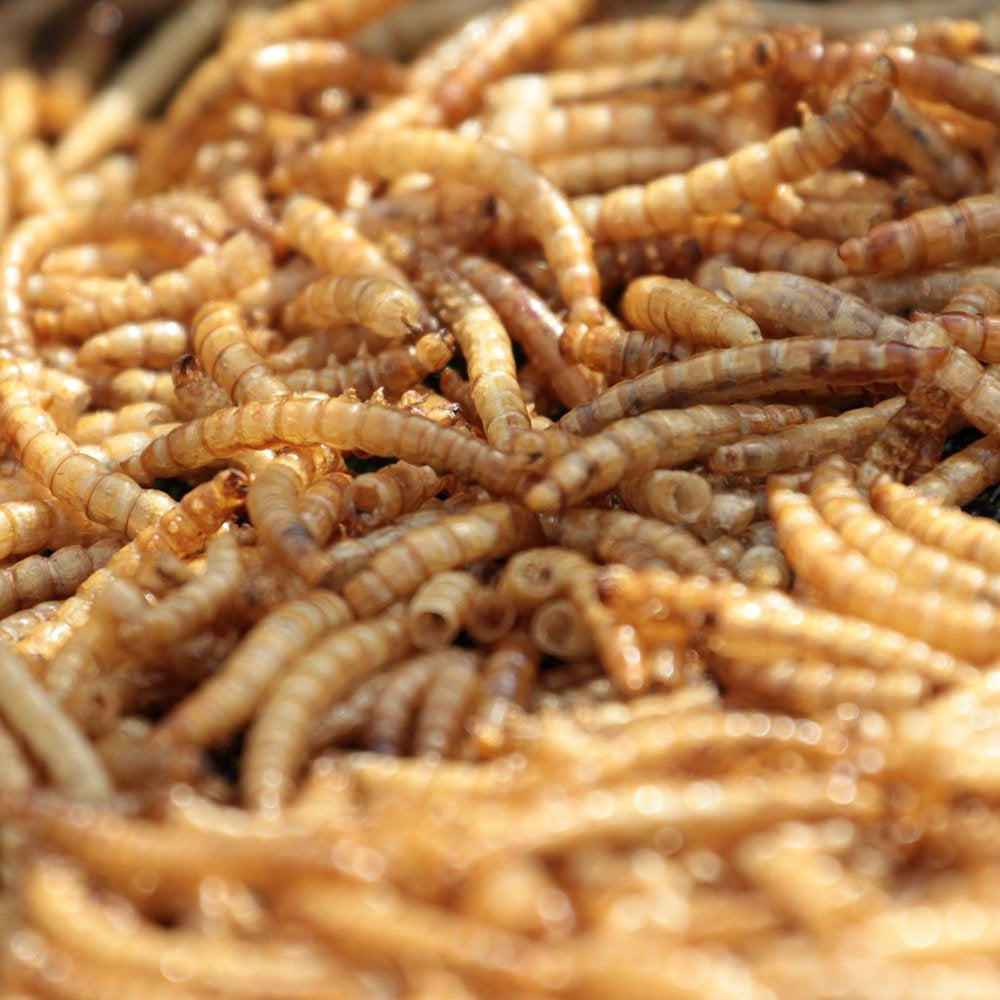 MBTP Bulk Dried Mealworms - Treats for Chickens &Amp; Wild Birds (5 Lbs) Animals & Pet Supplies > Pet Supplies > Bird Supplies > Bird Treats Mealworms by the Pound