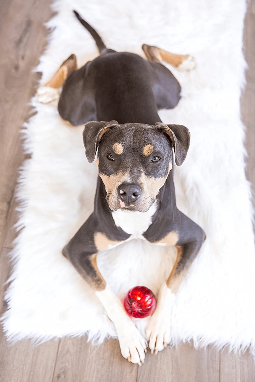 Pet Qwerks Blinky Babble Ball Interactive Dog Toy, Flashes & Talks When Touched Animals & Pet Supplies > Pet Supplies > Dog Supplies > Dog Toys Pet Qwerks