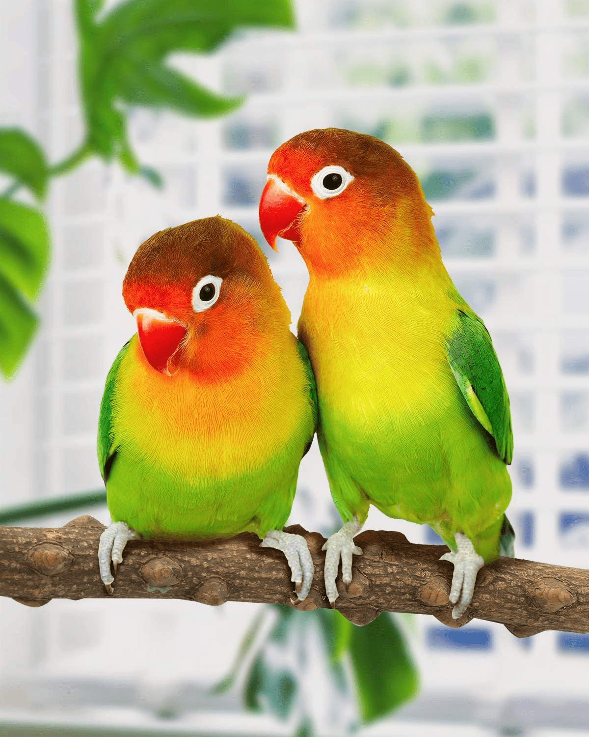 Woiworco 4 Pieces Bird Perches Stand Set, Bird Cage Accessories, Parakeet Nature Wood Stand, Wooden Stick Platform Rope Ladder Bird Toys for Parrot Parakeet Cockatiel Budgie Animals & Pet Supplies > Pet Supplies > Bird Supplies > Bird Cage Accessories Woiworco