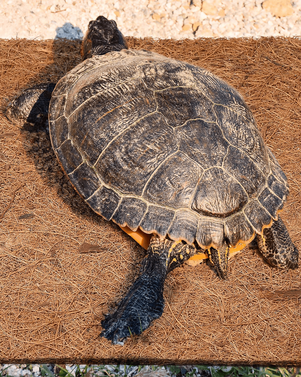 Woiworco 6 Pieces Reptile Carpet, Natural Coconut Fiber Mat, Pet Terrarium Liner Reptile Supplies for Lizard Snake Turtle Iguana Gecko Bearded Dragon (10 X 10 Inch) Animals & Pet Supplies > Pet Supplies > Reptile & Amphibian Supplies > Reptile & Amphibian Substrates Woiworco