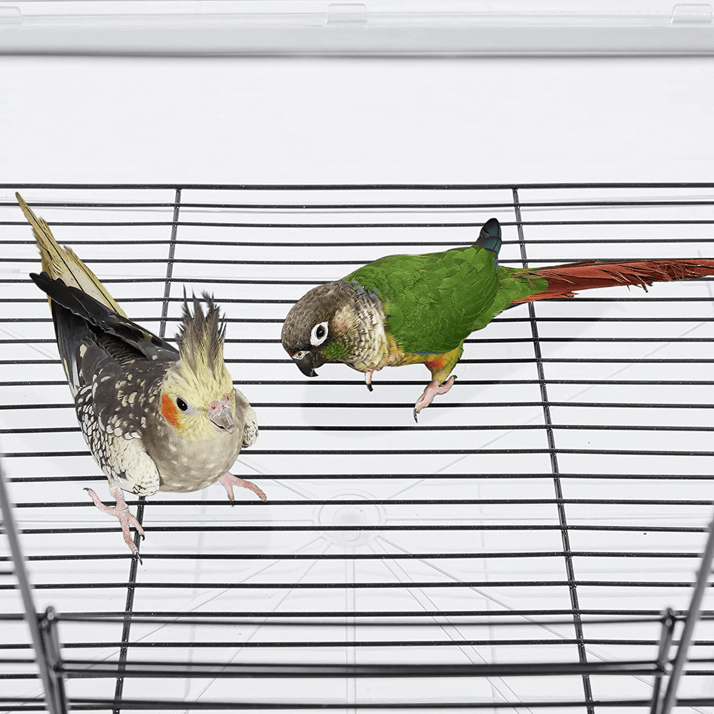 Yaheetech 32Inch Transparent Bird Cage Open Top Small Parrot Cage for Parakeets Cockatiels Lovebirds Medium Small Birds Animals & Pet Supplies > Pet Supplies > Bird Supplies > Bird Cages & Stands Yaheetech