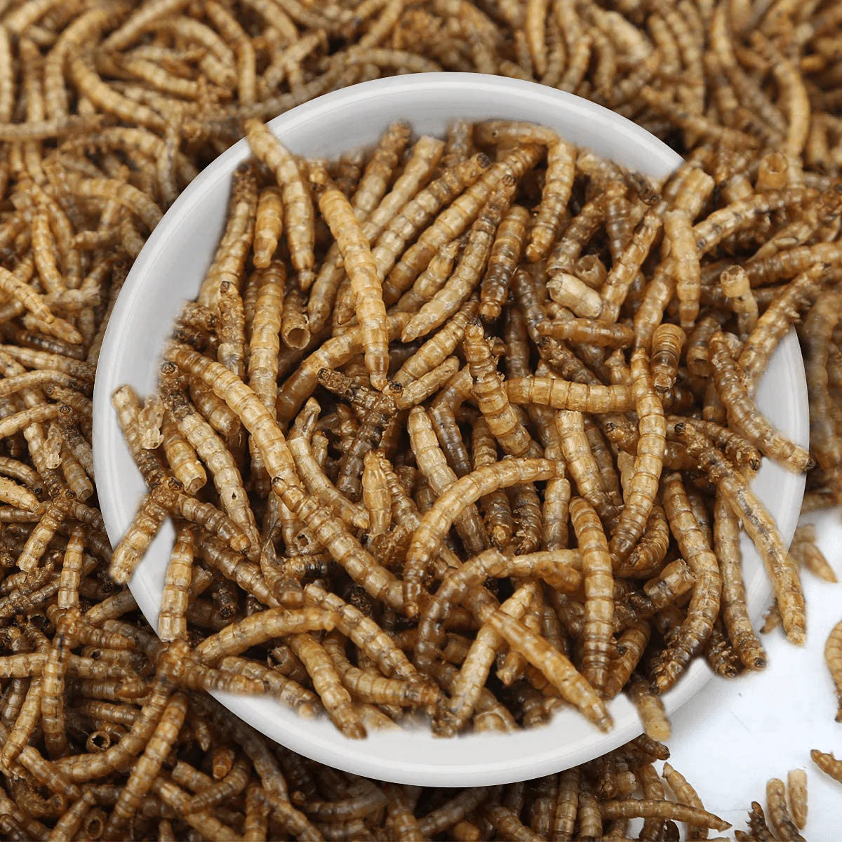 ZINFOD 100% Non-Gmo Dried Mealworms - High-Protein Mealworm Treats - Perfect for Your Chickens, Ducks, Wild Birds, Turtles, Hamsters, Fish, and Hedgehogs Animals & Pet Supplies > Pet Supplies > Bird Supplies > Bird Treats ZINFOD