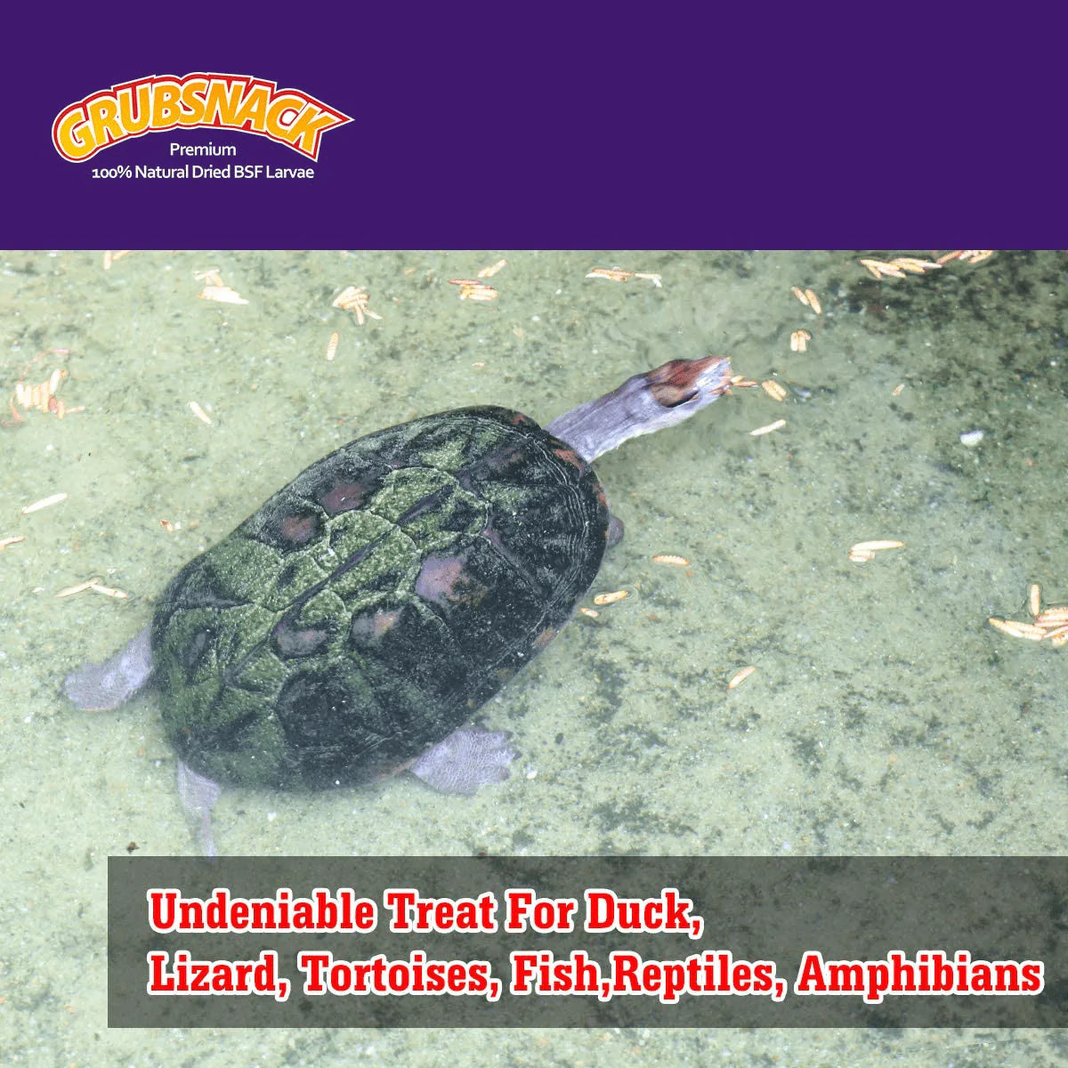 Zower 5 Lbs Natural Meally Worms-Dried Black Soldier Fly Larvae,Rich-Protein Scratch Treats with over 85X More Calcium than Dried Mealworms for Chicken,Egg Laying Hens,Birds,Amphibians and Reptiles Animals & Pet Supplies > Pet Supplies > Bird Supplies > Bird Treats SD Biotec