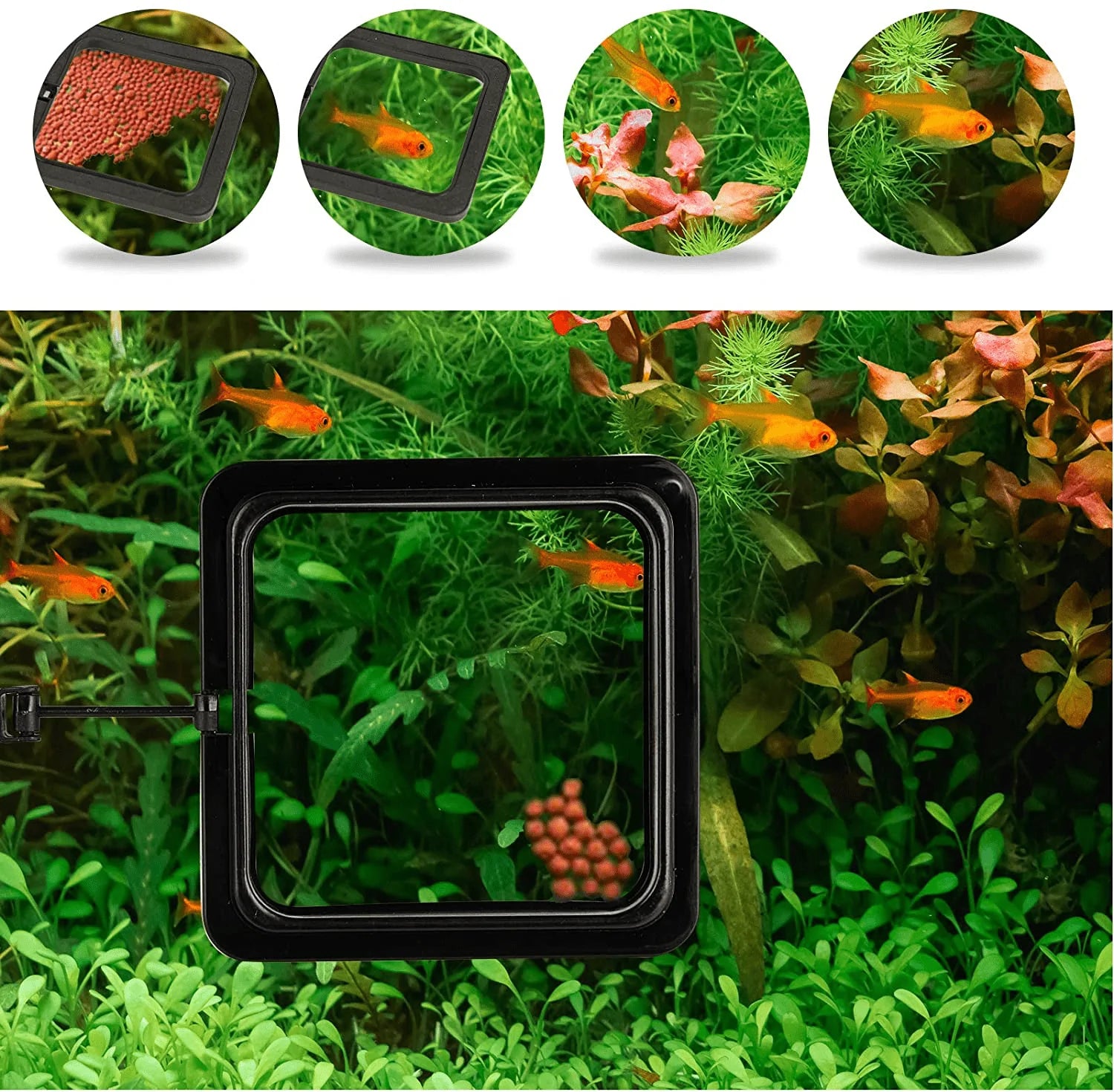ZRDR Fish Feeding Ring, 2 Pack Black Aquarium Floating Food Feeder Circle Small round and Square with Flexible Lever Suitable and Suction Cup, Reduces Fish Feeder Waste and Maintains Water Quality