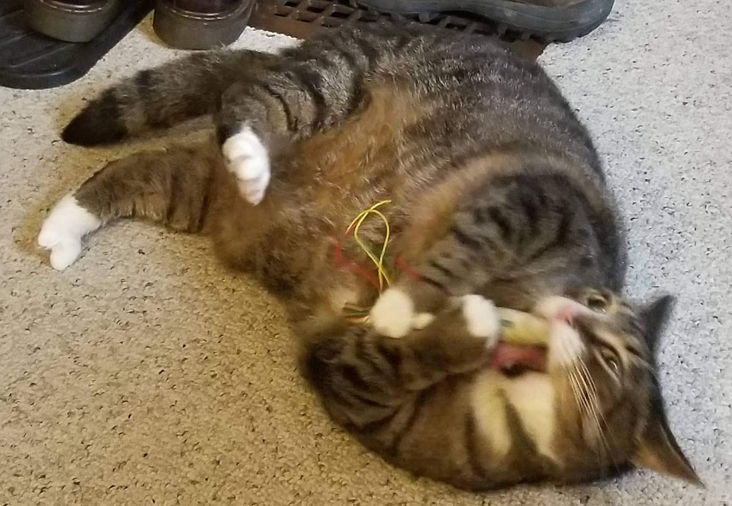 Kittyweed’S Big Fatty Catnip Cat Toy - One of the Most Potent Catnip Toys on the Market!