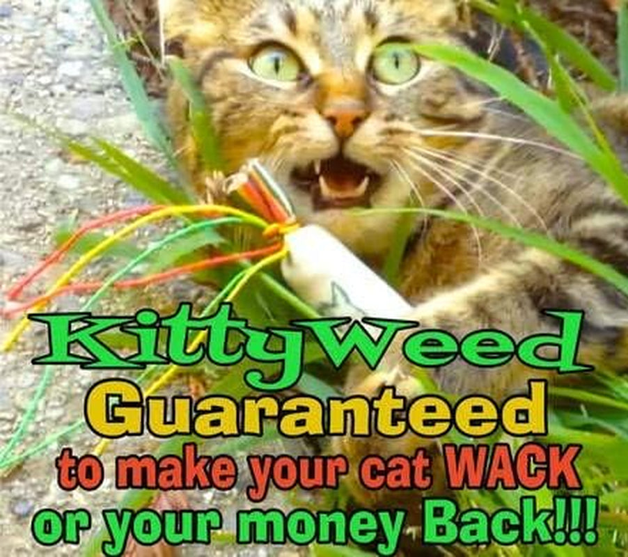 Kittyweed’S Big Fatty Catnip Cat Toy - One of the Most Potent Catnip Toys on the Market!