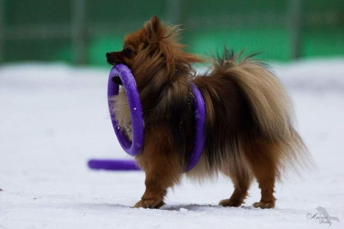 2 Puller Mini Interactive Dog Toy 7.5" Rings, Purple, for Small Breed Dogs