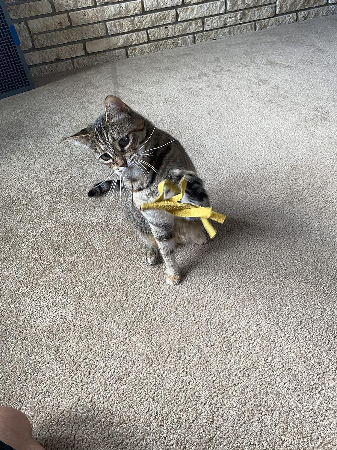 Kitty Kraken | Suede Brown Leather | Natural Birch Wood Rod | Great Teaser and Exerciser for Smaller Cats and Kitten | Interactive Soft | Handcrafted in the USA | 1-Pack