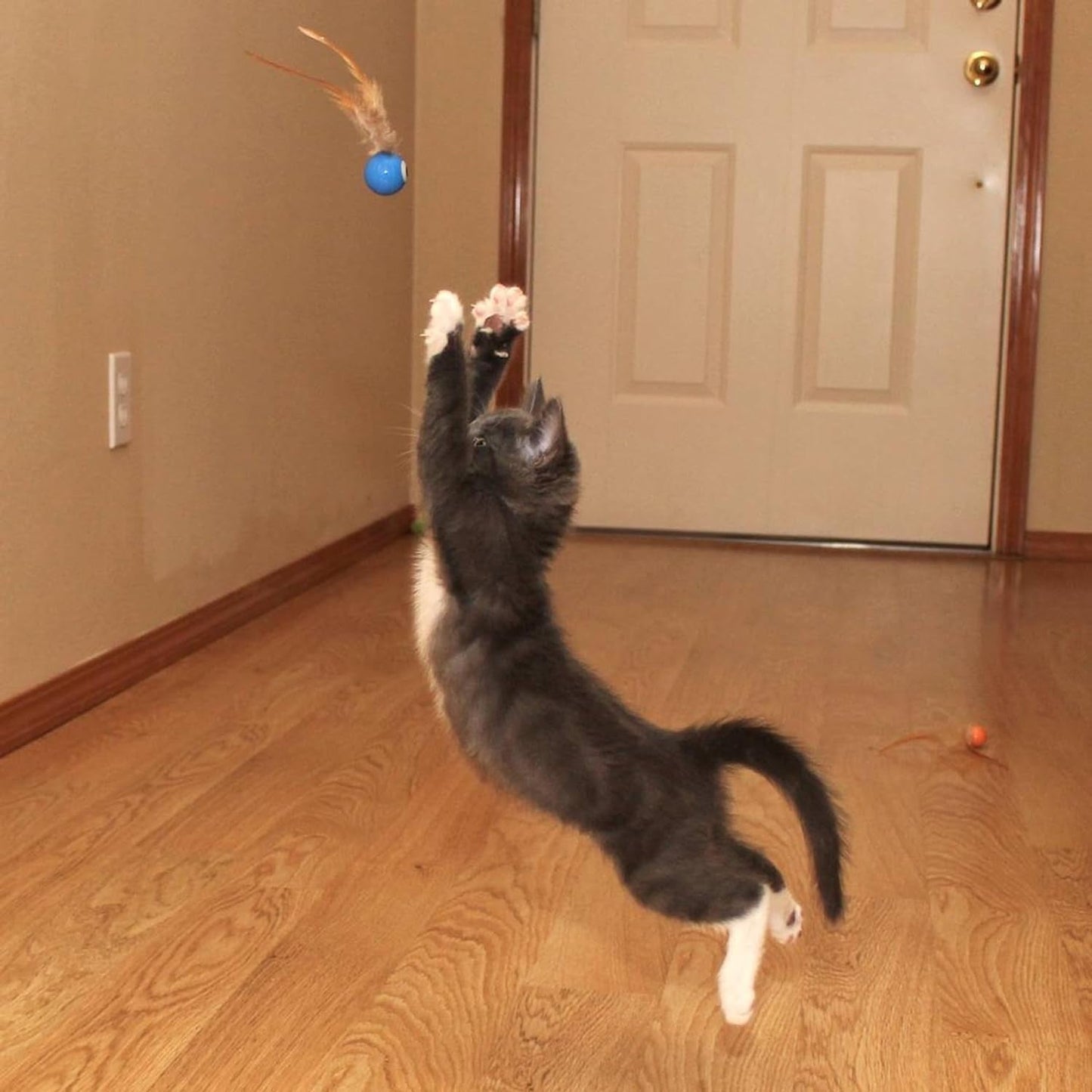 3 Pack Interactive Bouncy Ball with Natural Feathers for Indoor Cats and Kittens Who Love to Play and Have Fun.