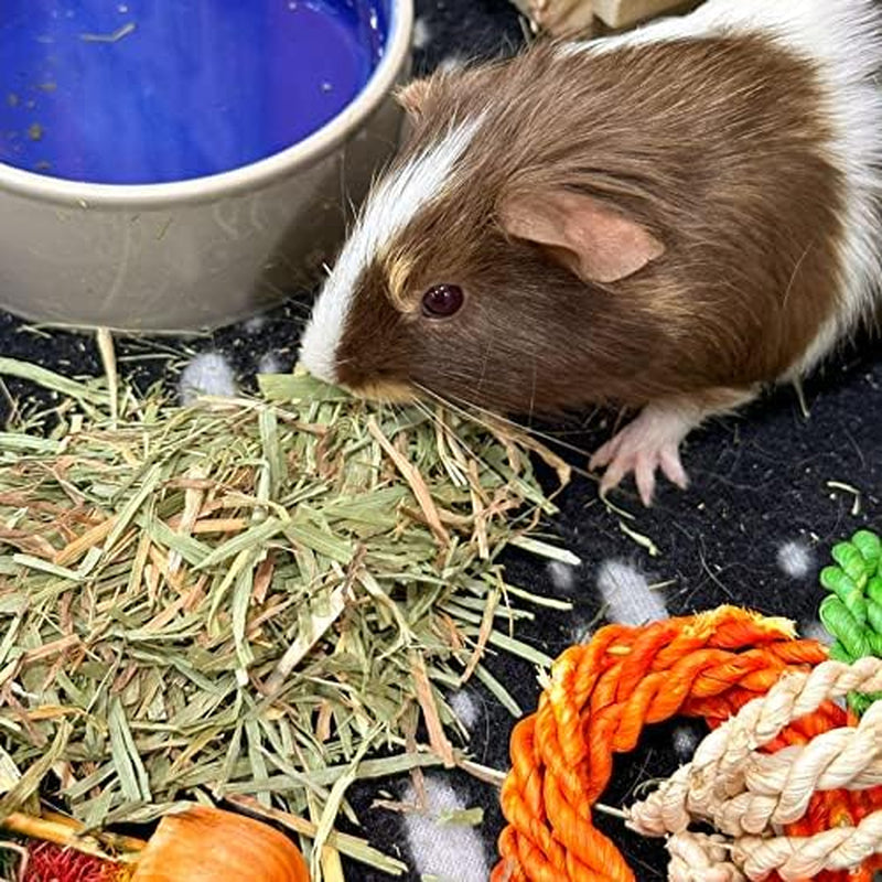 | 15 Oz. Fresh Orchard Grass Hay | Available in 15 Oz. & 40 Oz. Pouches | Nutritious, Delicious Meal or Snack for Rabbits, Guinea Pigs, Hamsters, Gerbils, and Other Small Pets