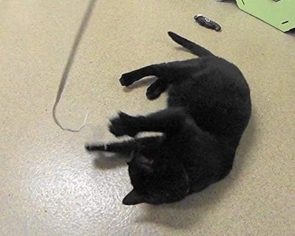 Kitty Leather Fling String - Interactive Cat and Kitten Toy - USA Made, USA Leather (Buffalo Leather on Birch Wand)