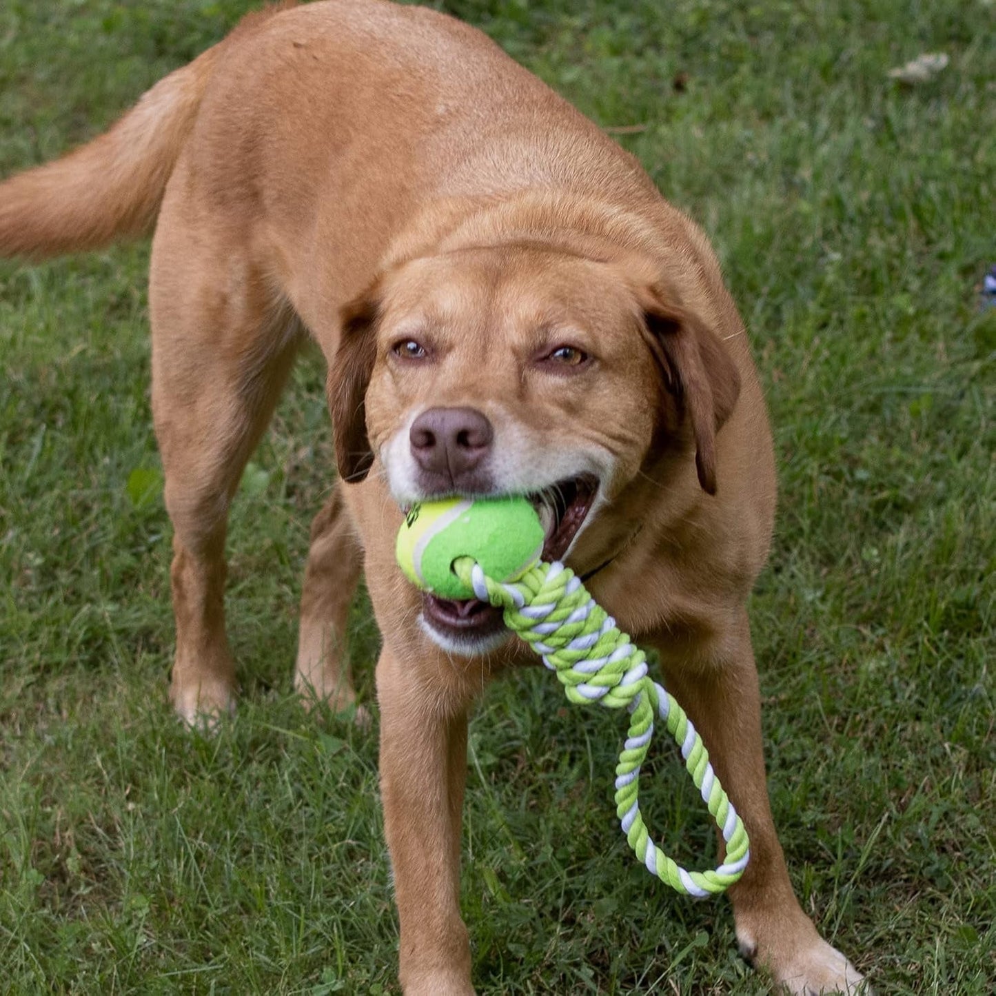 2 Piece Dog Training Ball on Rope, Cotton Rope Ball, Tug Ball Toy, Tough Rope Toy, Non-Toxic and Durable Dog Toys for Big and Small Dogs