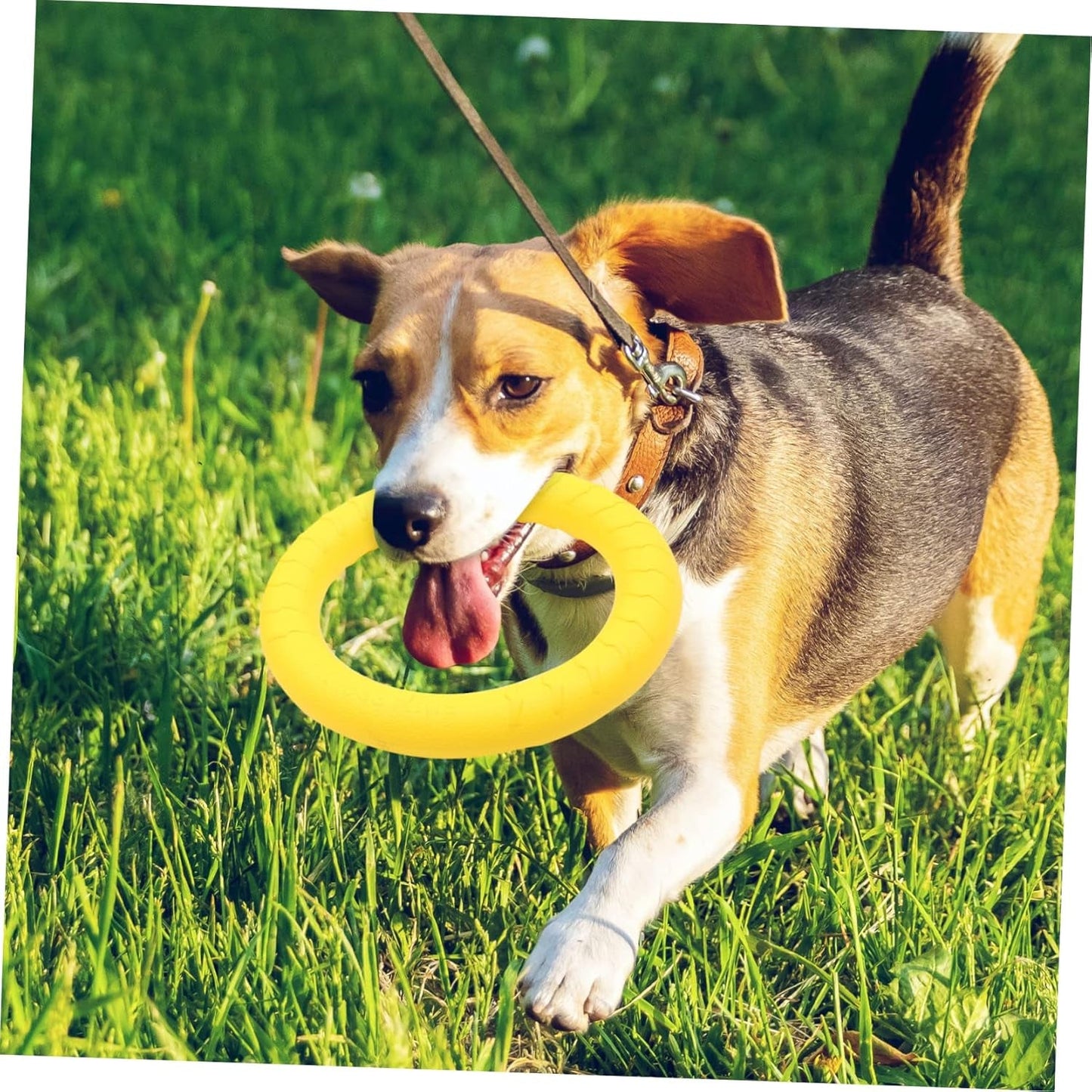 2Pcs Dog Bite Training outside Toys Dog Tooth Cleaning Toys Puppy Teething Toys Teeth Cleaning Dog Toy Puppy Flying Discs Outdoor Playset Dog Ring Toy Eva Tension Ring 28C Flexible