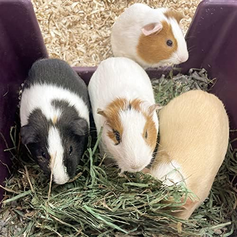 | 40 Oz. Fresh Alfalfa Hay | Available in 15 Oz. & 40 Oz. Pouches | Nutritious, Delicious Meal or Snack for Rabbits, Guinea Pigs, Hamsters, Gerbils, Rats, and Other Small Pets