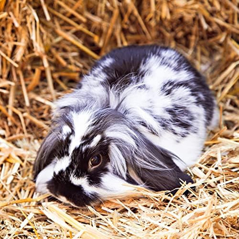 | 15 Oz. Fresh Organic Oat Grass Hay | Nutritious, Delicious Meal or Snack for Rabbits, Guinea Pigs, Chinchillas, Hamsters, Gerbils, & Other Small Pets | Available in 15 Oz. & 40 Oz.